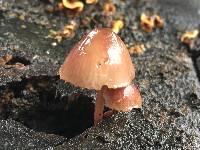 Mycena haematopus image