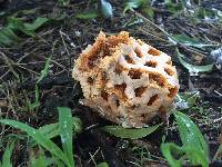 Clathrus ruber image