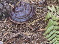 Ganoderma oregonense image