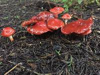 Leratiomyces ceres image