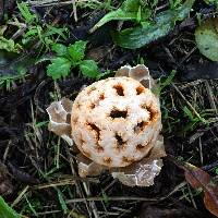 Clathrus ruber image