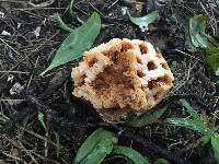 Clathrus ruber image