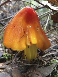 Hygrocybe singeri image