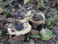 Lactarius alnicola image