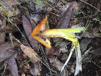 Hygrocybe singeri image