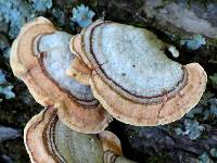 Stereum ostrea image