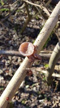 Auricularia auricula-judae image