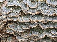 Trametes versicolor image