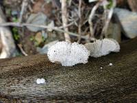 Schizophyllum commune image