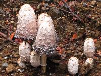 Coprinus comatus image