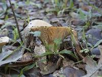 Lactarius alnicola image