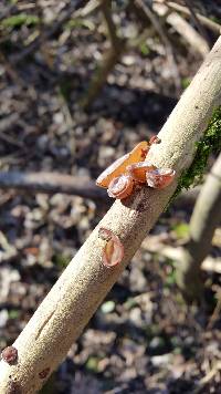 Auricularia auricula-judae image