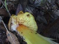 Hygrocybe singeri image