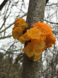 Tremella mesenterica image