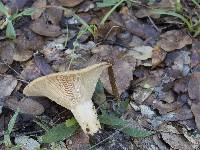 Lactarius alnicola image