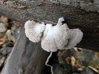 Schizophyllum commune image