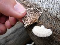 Schizophyllum commune image