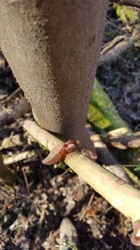 Auricularia auricula-judae image