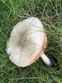 Volvariella gloiocephala image