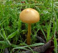 Agrocybe pediades image