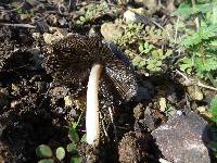 Coprinus comatus image