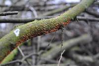 Nectria cinnabarina image