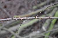 Nectria cinnabarina image