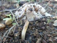 Coprinus comatus image