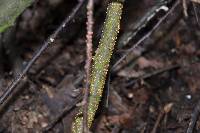 Nectria cinnabarina image