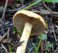 Agrocybe pediades image