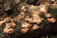 Pycnoporus cinnabarinus image