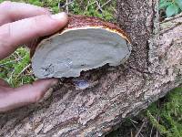 Ganoderma oregonense image