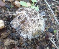 Coprinus comatus image