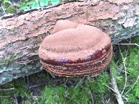 Ganoderma oregonense image