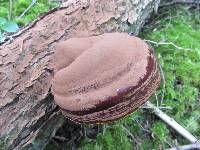 Ganoderma oregonense image