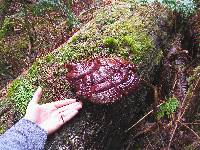 Ganoderma oregonense image