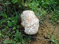 Amanita magniverrucata image