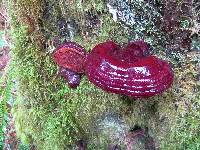 Ganoderma oregonense image