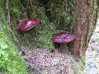 Ganoderma oregonense image