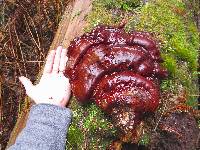 Ganoderma oregonense image