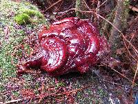 Ganoderma oregonense image