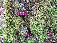 Ganoderma oregonense image