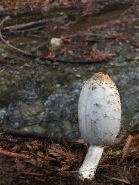 Coprinus comatus image