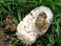 Amanita magniverrucata image