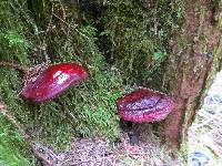 Ganoderma oregonense image