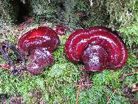 Ganoderma oregonense image