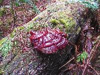 Ganoderma oregonense image