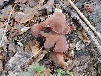 Auricularia auricula-judae image