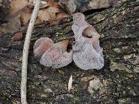 Auricularia auricula-judae image