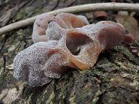 Auricularia auricula-judae image